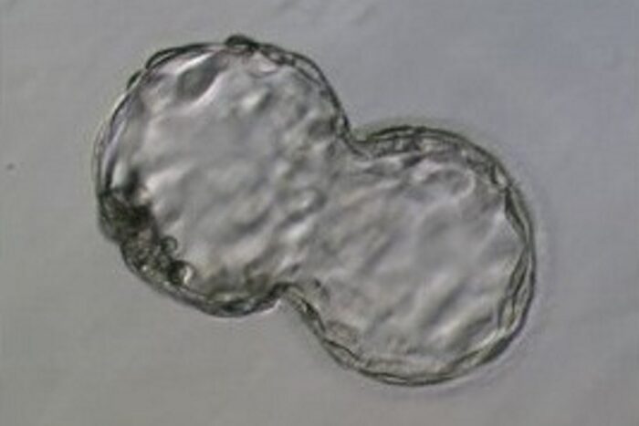 Mature and Immature Egg - Wilcox Fertility