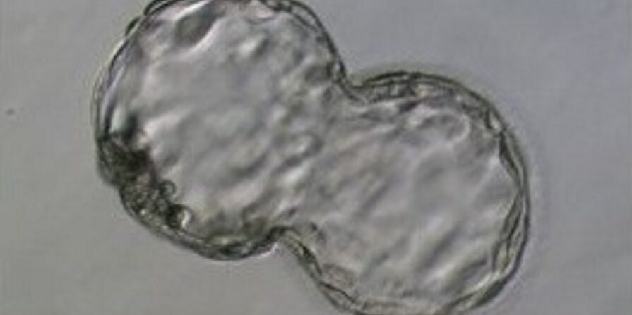 Mature and Immature Egg - Wilcox Fertility