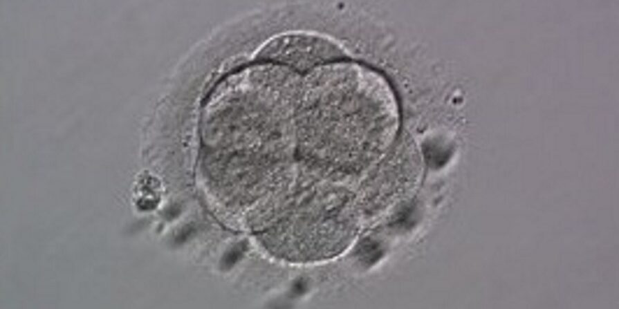 Embryo Development in IVF - Wilcox Fertility